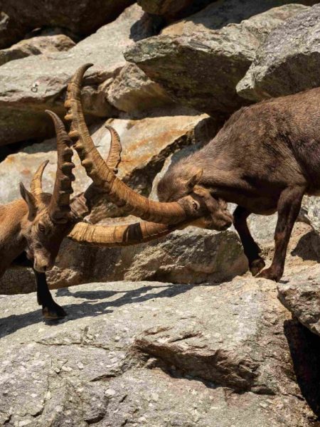Markhor-flight